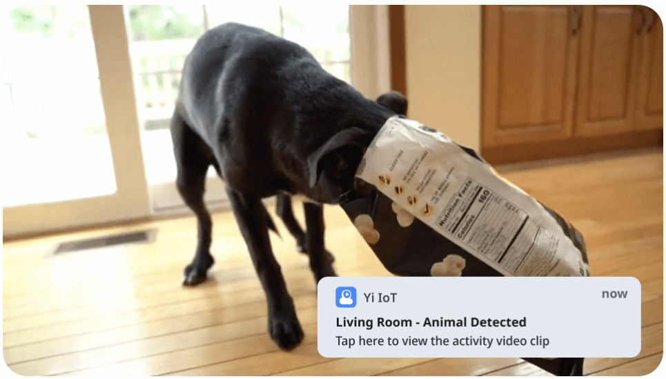 Animal Detection
